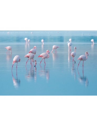 Obrázok FLAMINGOS